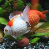 Assorted Pearl Scale Ping Pong 7cm