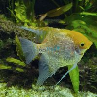 Assorted Pearlscale Angelfish 6cm