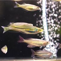 Assorted Rainbow 5cm