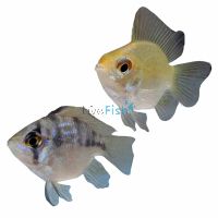Assorted Ramirezi Balloon 3.5cm