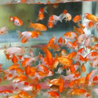 Assorted Ranchu 5cm