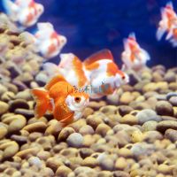 Assorted Ryukin 5cm