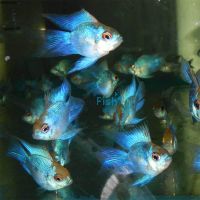 Balloon Electric Blue Ram 3cm