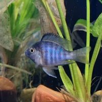 Balloon Marble Peacock 5cm