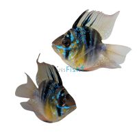 Balloon Ramirezi Blue - Select 4.5cm