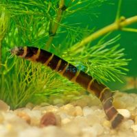 Banded - Kuhli Loach 5cm