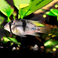 Bandit Cichlid 5cm