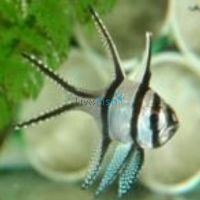 Banggai Cardinalfish - Medium