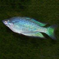 Barcoo River Rainbow 5cm