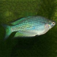 Desert Rainbow Barcoo River 7cm
