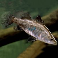 Barramundi 5cm