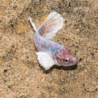 Female Elephant Ear Betta 4cm