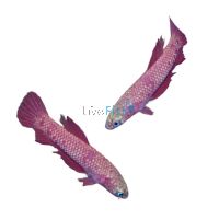 Betta Fire Green - Betta Rutilans Green 3cm