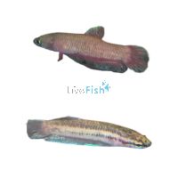 Betta Miniopina 3cm