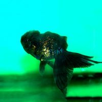 Black Oranda 9cm