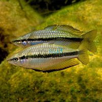 Black Banded Rainbow 3.5cm