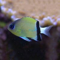 Black Bar Chromis - Medium