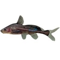 Black Lancer Catfish 7cm