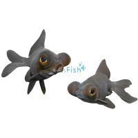 Black Moor 5cm