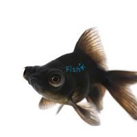 Black Moor 9cm