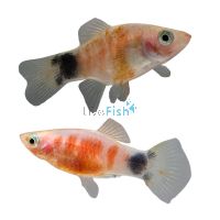 Bleeding Heart Platy 3.5cm