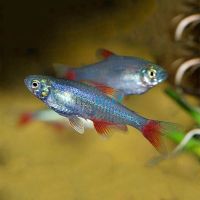 Bloodfin Tetra 3cm