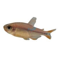 Blueberry Tetra 3cm 