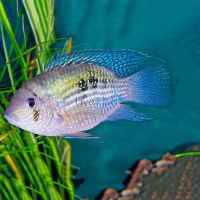 Blue Acara 3.5cm