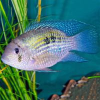 Blue Acara 5cm