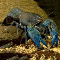 Blue Claw Yabby 5cm