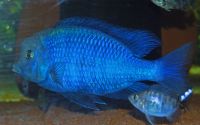 Blue Dolphin 10cm
