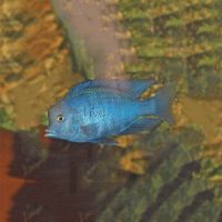 Blue Dolphin 3cm