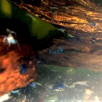 Blue Shrimp - Mixed Grade 1-2cm 