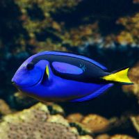 Blue Tang - Small