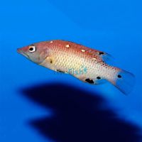 Diana's Hogfish Adult - Medium