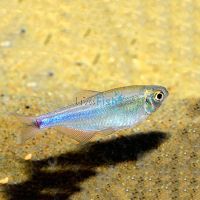 Cochus Blue Tetra 3cm