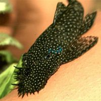 Bristlenose Catfish 3cm