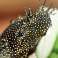 Bristlenose Catfish 10cm