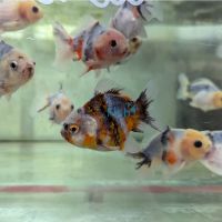 Calico Oranda 9cm