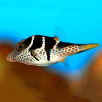 Black Saddled Puffer - Medium