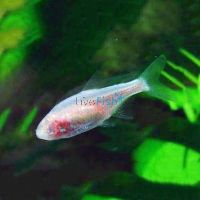 Blind Cave Tetra 3cm