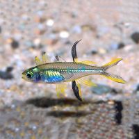 Celebes Rainbow 3cm