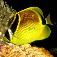 Raccoon Butterflyfish - Medium