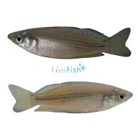 Checkered Rainbow - Mary River NT 5cm