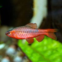 Cherry Barb 3cm 