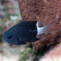 Bicolour Chromis - Medium