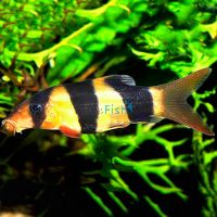 Clown Loach 9cm