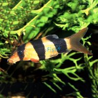 Clown Loach 7cm