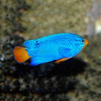 Male Blue Devil Damselfish - Medium