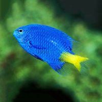 Yellow-Tail Damselfish - Medium